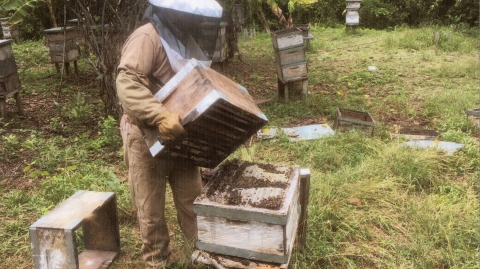 La Unión Europea prohíbe tres pesticidas peligrosos para las abejas